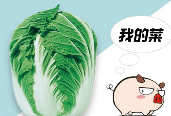 大白菜都让猪给拱了什么意思