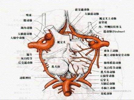 willis环名词解释