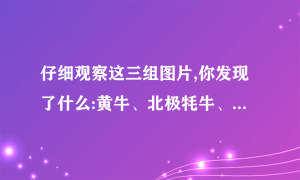 仔细观察这三组图片,你发现了什么:黄牛、北极牦牛、老鼠、北极鼠、野兔、北极野兔