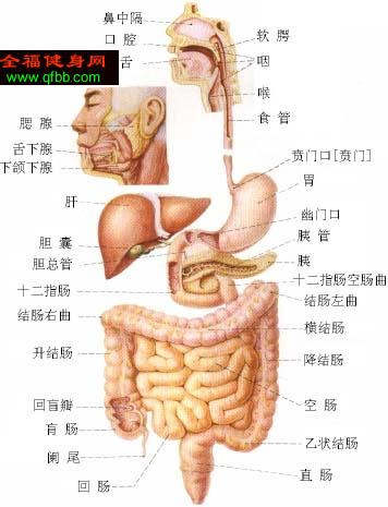 左腹部是什么器官,谁能给一张人体器官图(要清楚标明各个器官的)