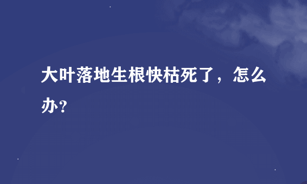 大叶落地生根快枯死了，怎么办？