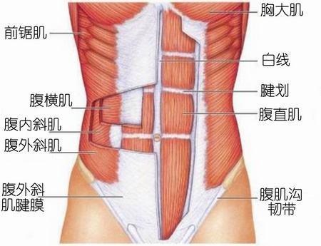 8分钟腹肌锻炼很难做起来，怎么办