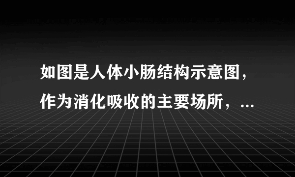 如图是人体小肠结构示意图，作为消化吸收的主要场所，小肠有与此功能相适应的结构，请根据图回答下列问题