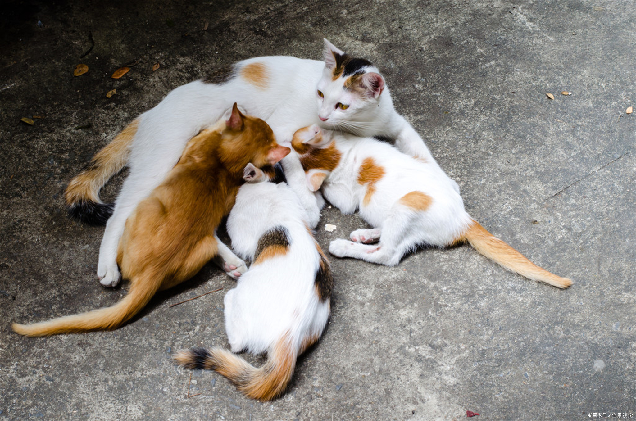 猫长多大才会发情