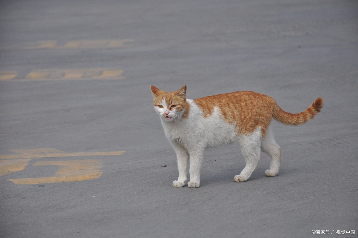 猫长多大才会发情