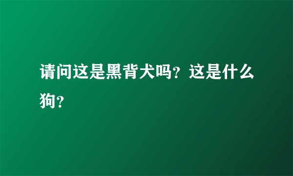 请问这是黑背犬吗？这是什么狗？