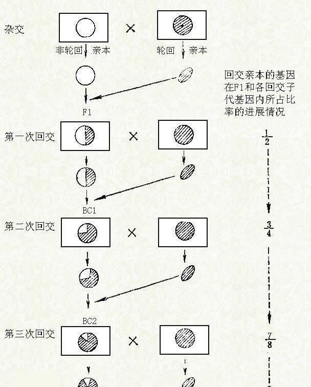 人类让动物回交，有没有伦理道德问题呢，怎样看待？