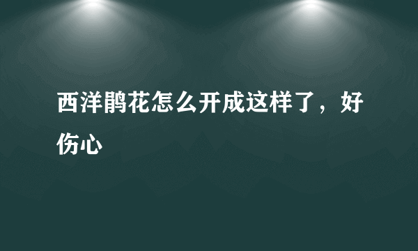 西洋鹃花怎么开成这样了，好伤心