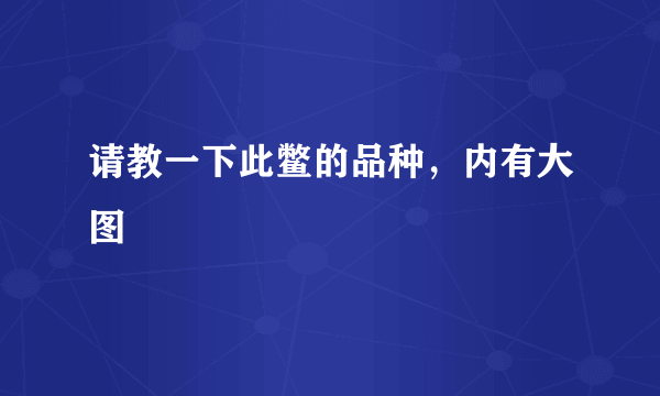 请教一下此鳖的品种，内有大图