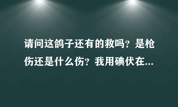 请问这鸽子还有的救吗？是枪伤还是什么伤？我用碘伏在伤口擦了。在路边捡的，怪可怜的，就带回家了。