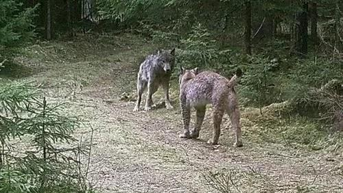 猞猁可以捕杀狼，是不是可以说明它是狼的天敌？