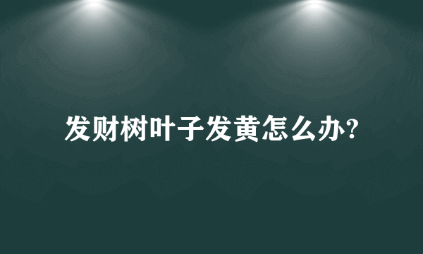 发财树叶子发黄怎么办?