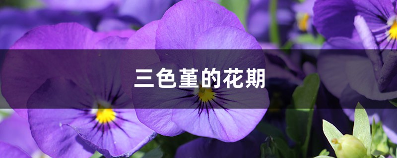 三色堇的花期是什么时候