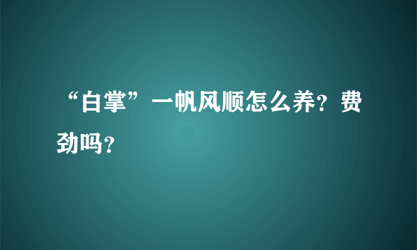 “白掌”一帆风顺怎么养？费劲吗？