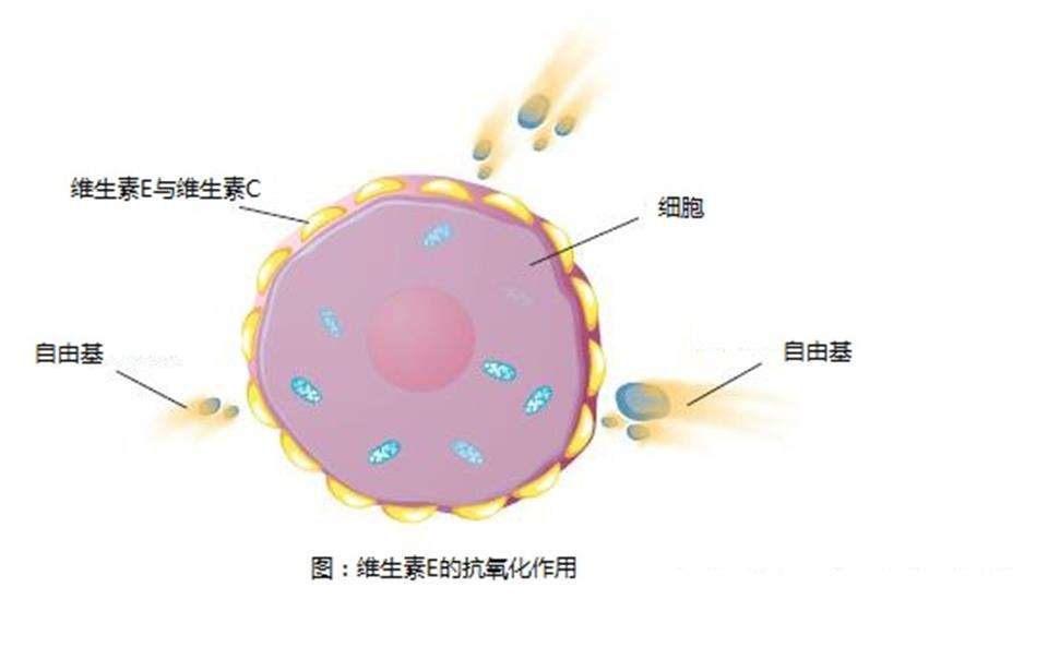 哪些维生素具有抗氧化性