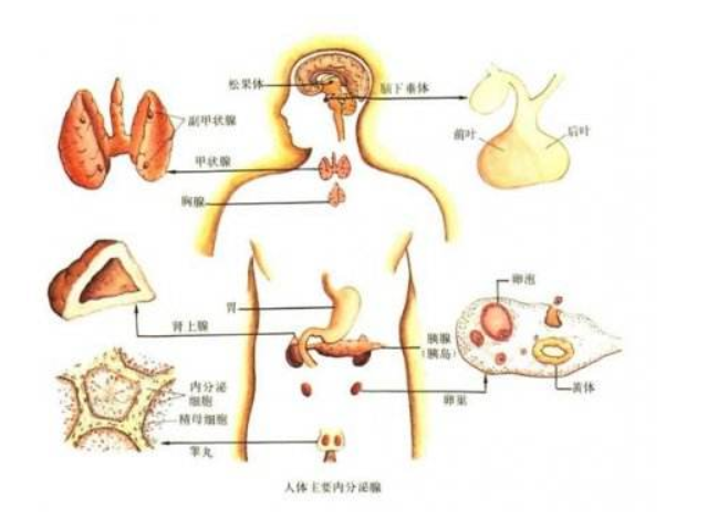 内分泌系统器官包括哪些？