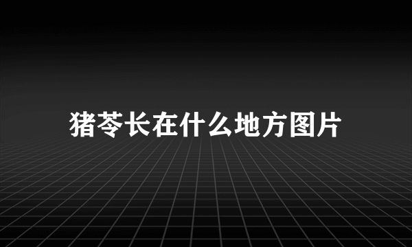 猪苓长在什么地方图片