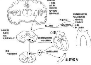 血管迷走神经性晕厥的疾病概述