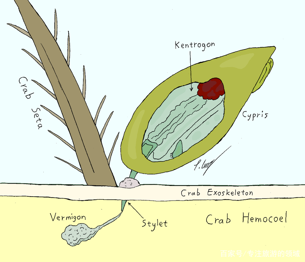 蟹奴是一种什么样的生物呢？