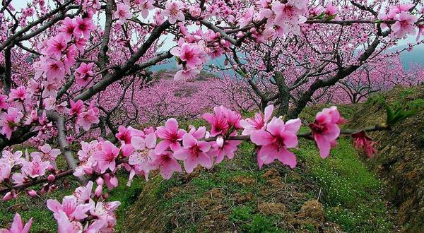 舟山桃花岛。