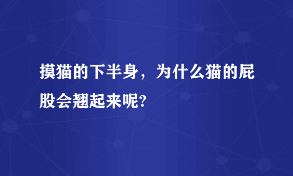 摸猫的下半身，为什么猫的屁股会翘起来呢?