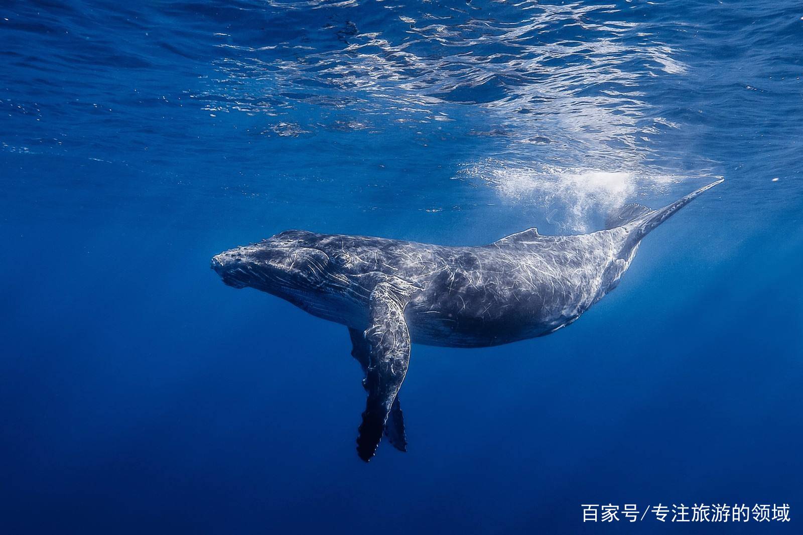 蟹奴是一种什么样的生物呢？