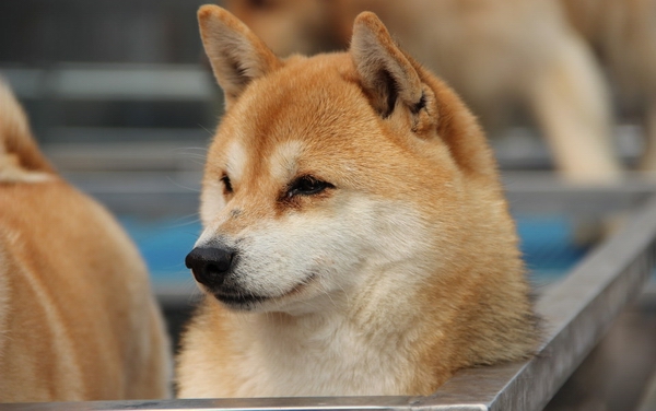 秋田犬和柴犬养哪个好呢