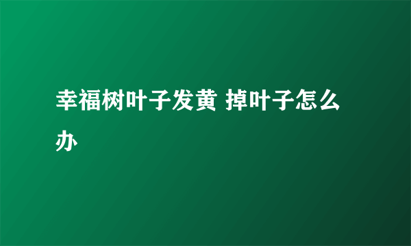 幸福树叶子发黄 掉叶子怎么办