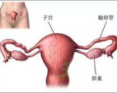 卵巢保养的好处和功效