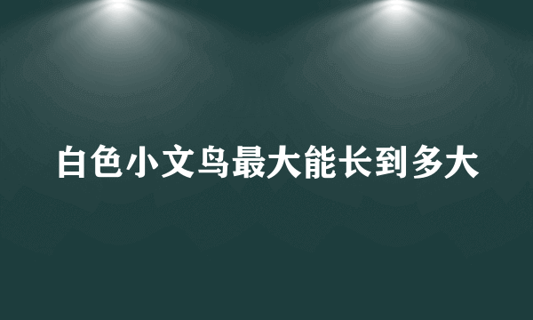 白色小文鸟最大能长到多大