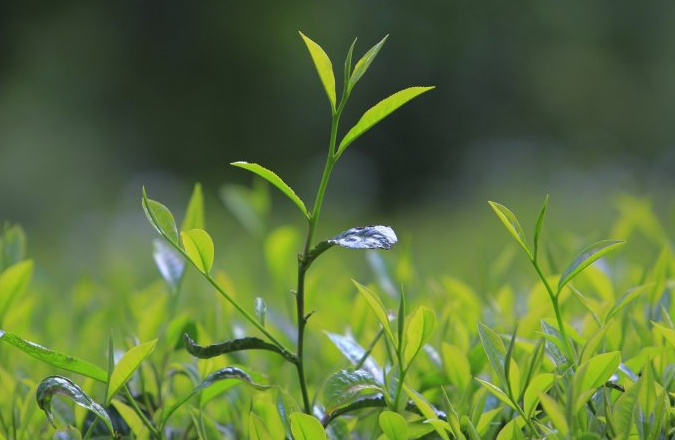 茶的起源与传说