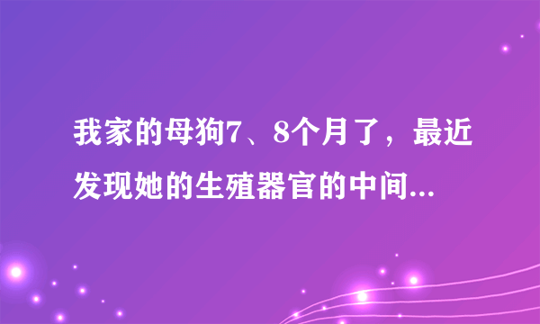 我家的母狗7、8个月了，最近发现她的生殖器官的中间 就是嘘嘘的那条缝隙是红红的，有时候会去舔。为什么？