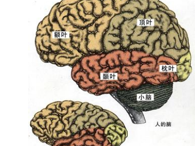 人类大脑和其它动物的大脑有什么区别？