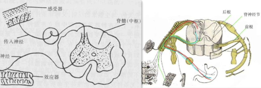 神经结与神经节的区别