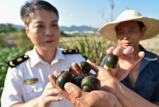 660多种外来物种入侵中国，造成的损失是多少？