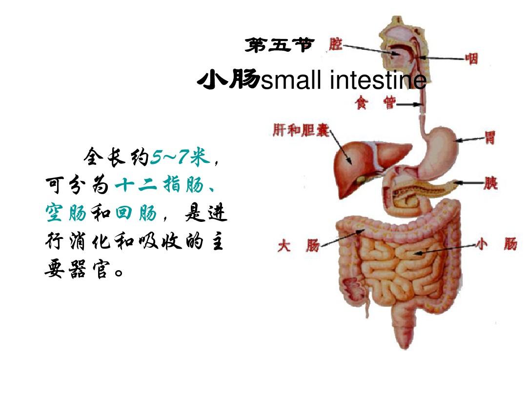 小肠包括哪些