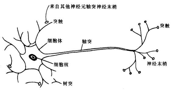 神经元是什么组成的？