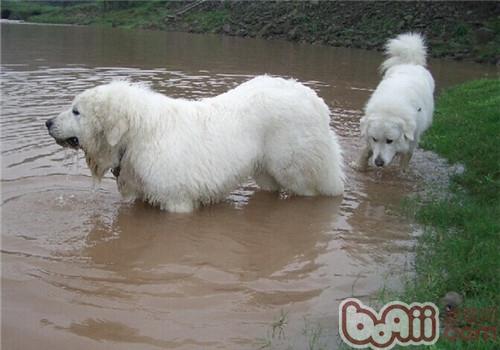 大白熊犬好养吗？性格怎样？