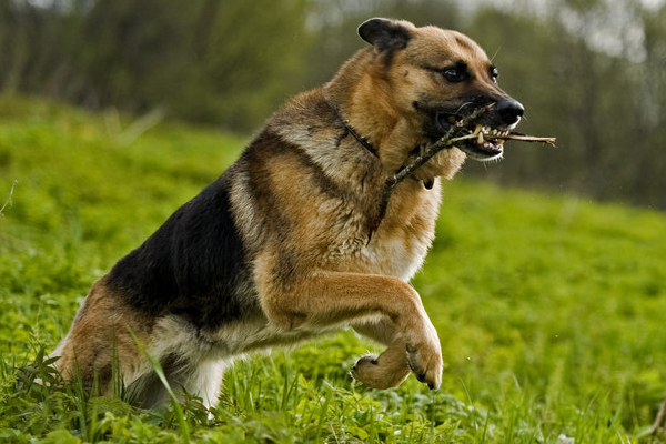 孤岛野犬的作者主人公主要内容是谁呀