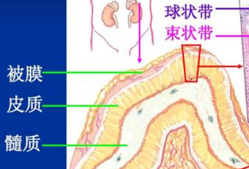 crh在医学上什么意思？怎么来理解？我不需要你们专业人士的专业术语来解释这句话。通俗一些什么意思？