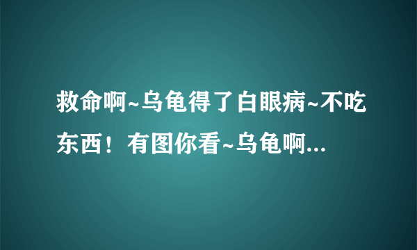 救命啊~乌龟得了白眼病~不吃东西！有图你看~乌龟啊乌龟……