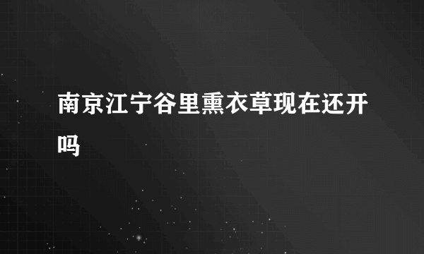 南京江宁谷里熏衣草现在还开吗