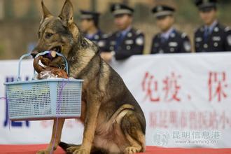 昆明犬和狼青有什么区别