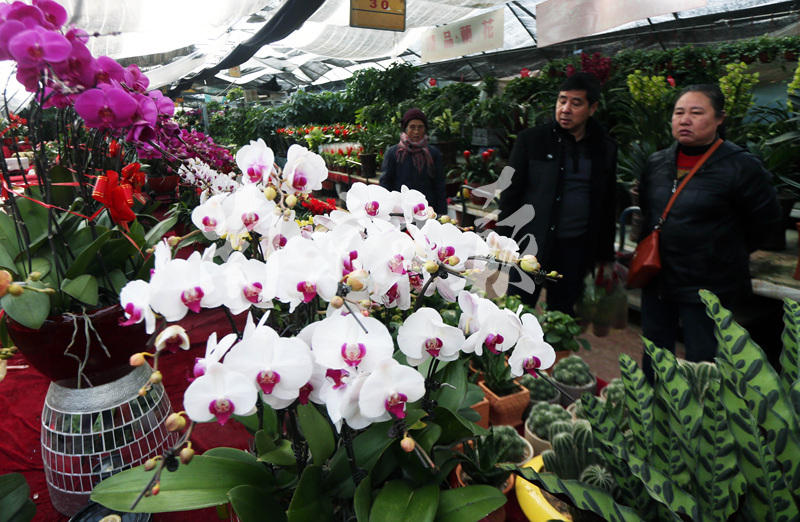南京最大的花卉市场在哪……