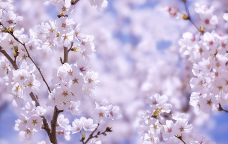 【唐】李商隐 “昨日雪如花,今日花如雪。 山樱如美人,红颜易消歇”。这首诗的作者还有邓（溥)尔雅？