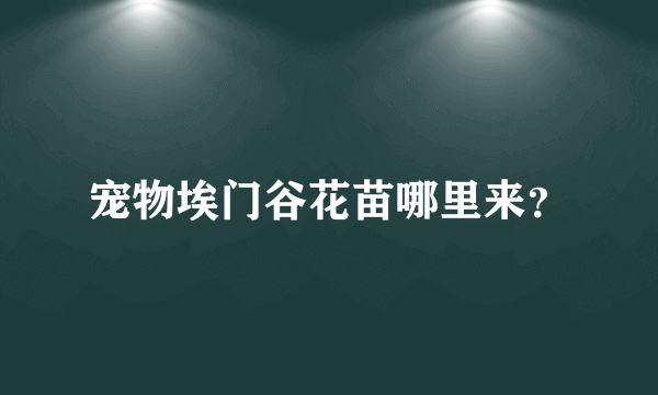 宠物埃门谷花苗哪里来？