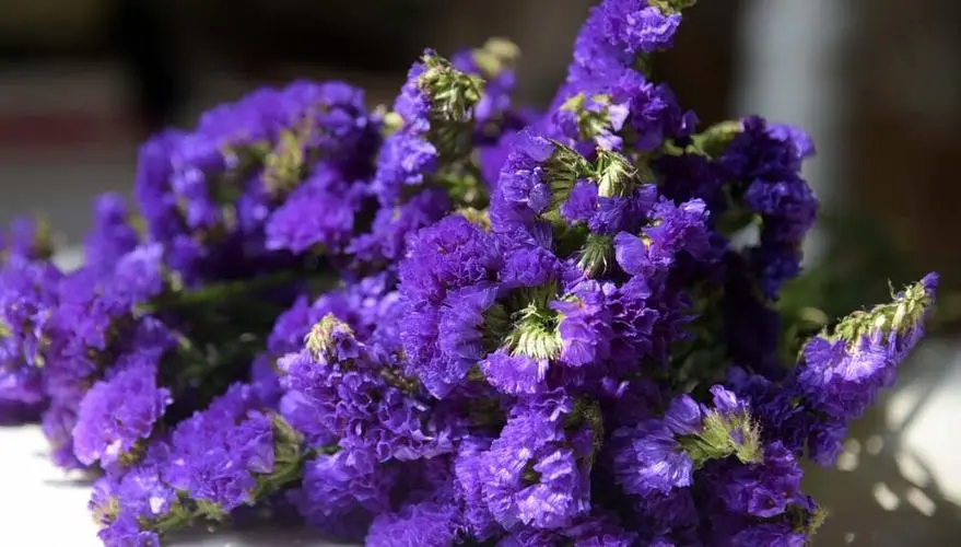 女神节送什么花?