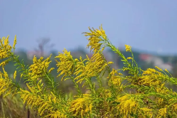 武汉现上千亩加拿大一枝黄花，多位市民投诉举报，你对这种黄花有何了解？