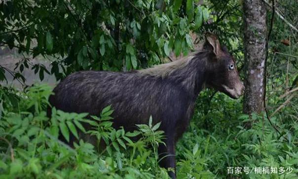 浙江农民发现一“四不像”，村民不知是何物，你知道是什么吗？