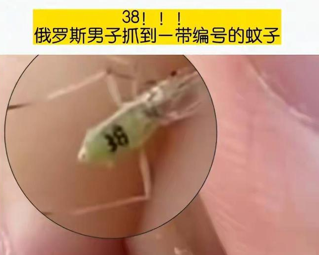 蚊子带编号38？其实是银桦蚜虫！这是益虫还是害虫？